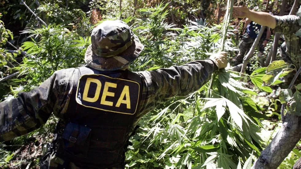 Invade narco Estados Unidos: DEA