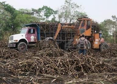 ImagenCae producción azucarera en Veracruz