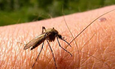 ImagenAlcanza Tabasco dos mil 300 casos de dengue en 2023