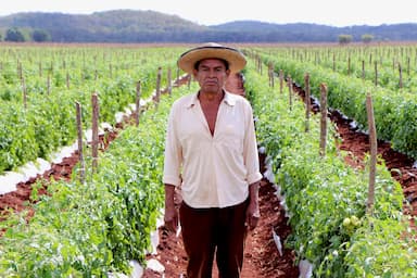 ImagenProductores de tomates solicitan comprador base