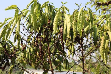 ImagenSequía afectó a más de 3 mil quinientos cafeticultores 