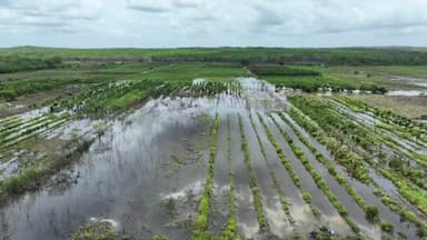 ImagenPor fuertes lluvias cultivos de papayas y cítricos a punto de perderse