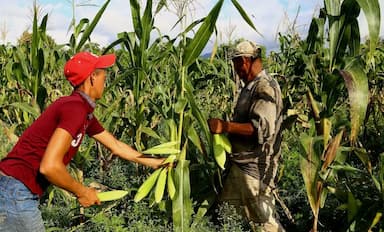 ImagenPresumen el sur ¡y cultivos bajan! 