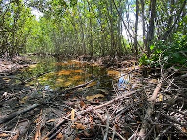 ImagenBasura y aguas residuales desaparece manglares en Carmen