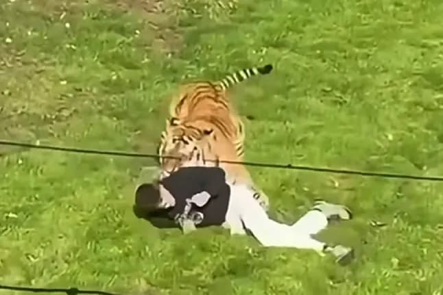 Hombre muere tras ser atacado por un tigre en Reino Unido