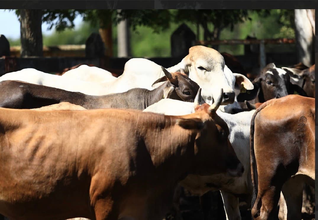 Registran 56% de parición ganadera en programa de crédito