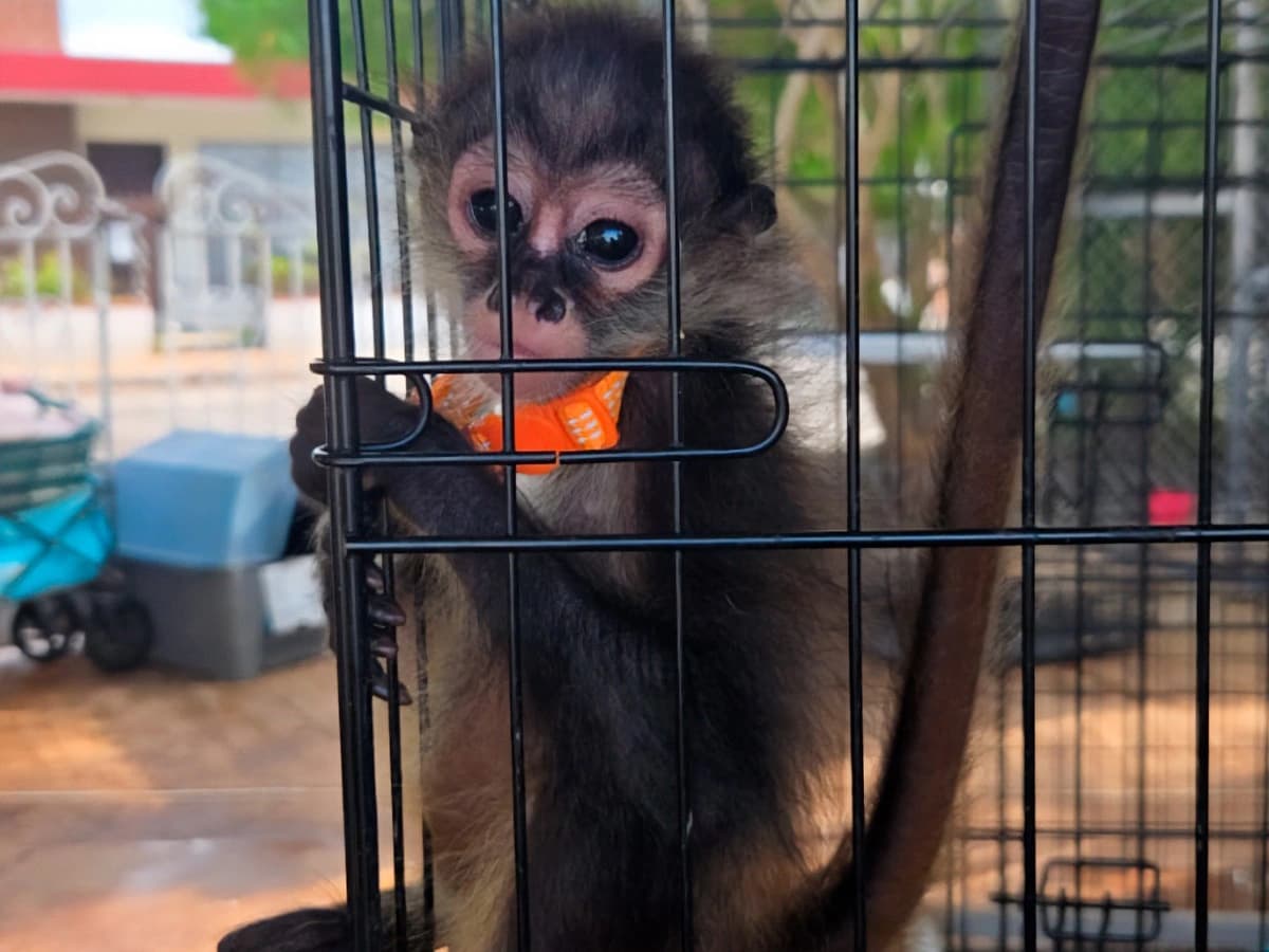 Rescata Profepa 53 animales silvestres traficados en Tabasco
