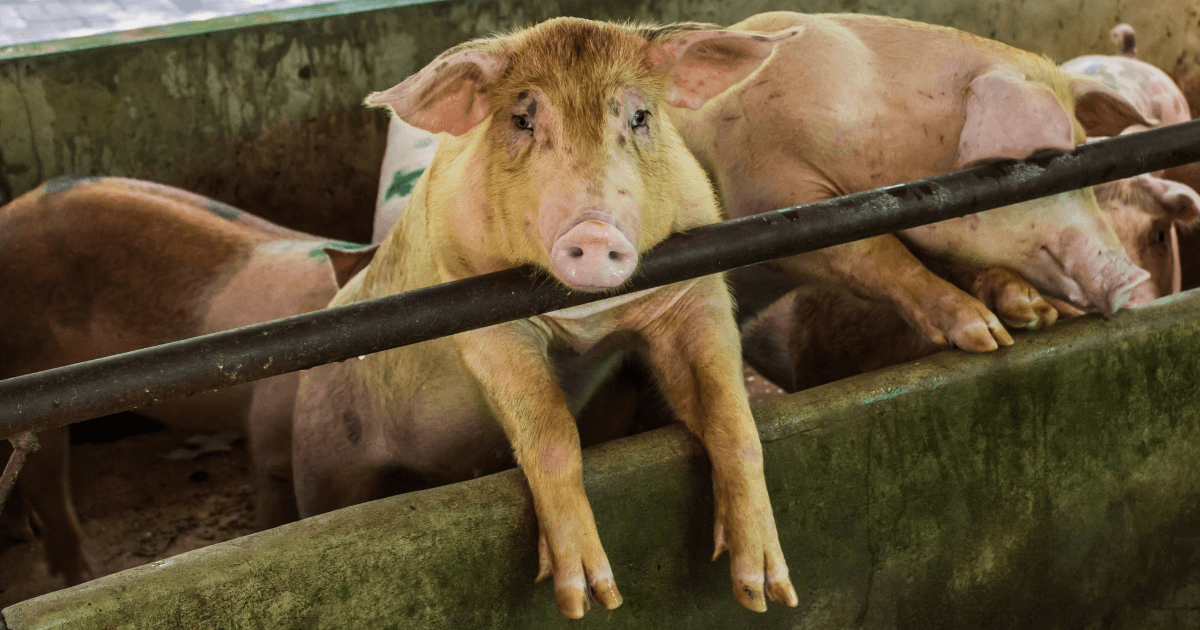 Suspende México parcialmtente importación de Cerdos de EU por pseudorrabia