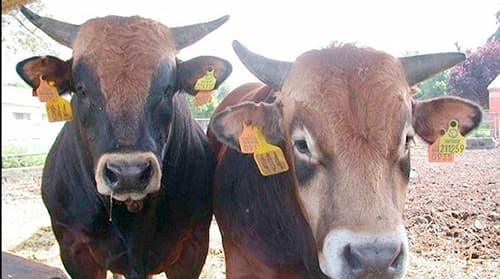 Ganaderos de Tabasco piden ir al fondo en venta ilegal de aretes