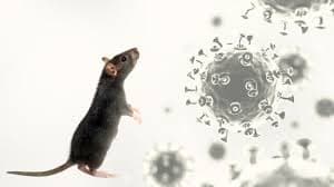Fallecimiento por Hantavirus en Colorado sin conexión con brote de Crucero