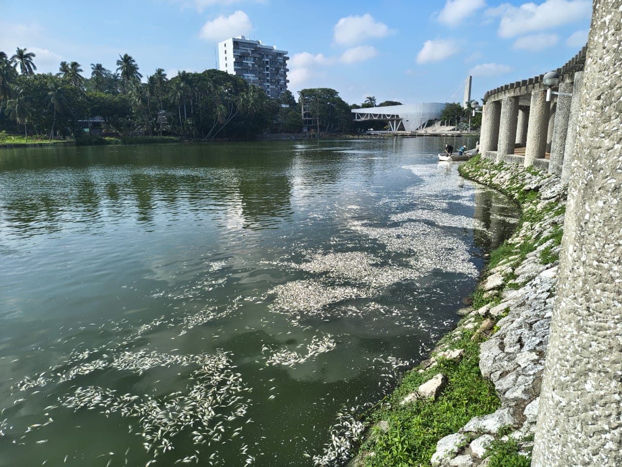 Fenómeno "vuelco de aguas" provoca mortandad de peces en Laguna de las Ilusiones