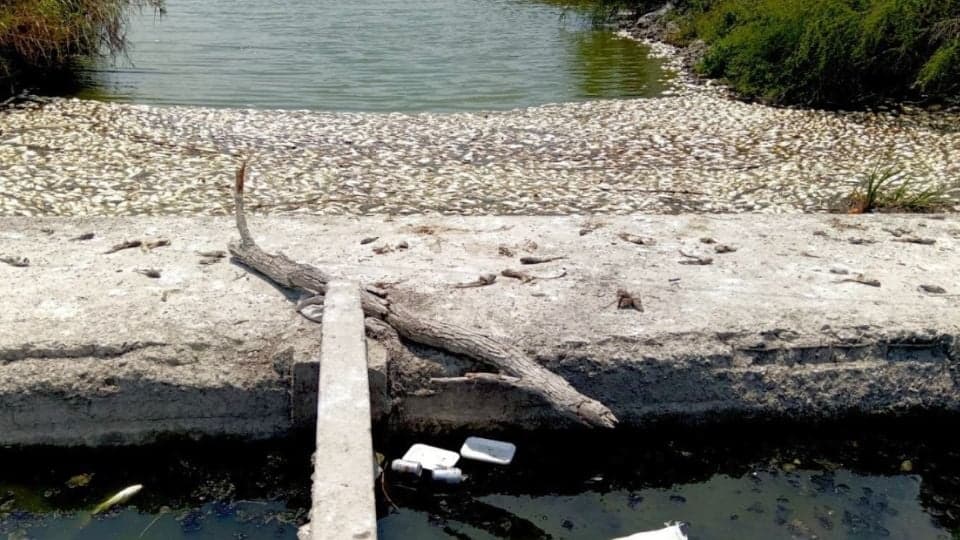 Niega Conagua que mortandad de peces en Veracruz y Tamaulipas tenga que ver con derrame