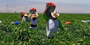 Sube oferta gobierno de EU a migrantes, 3 mil dólares por irse del país