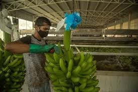 Aniquila Oro Negro al Oro Verde en Tabasco