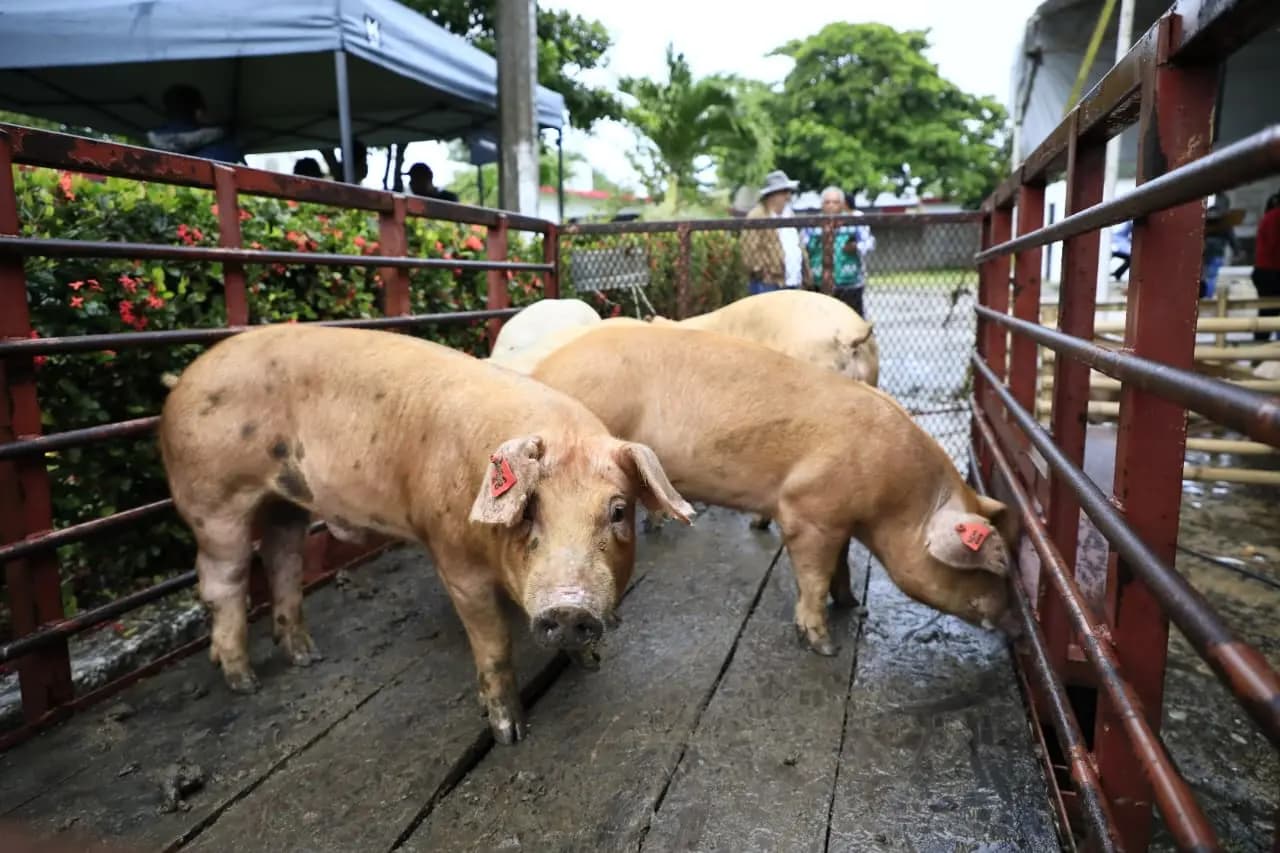 En marcha Crédito Porcino a la Palabra con 110 beneficiarios en Centro