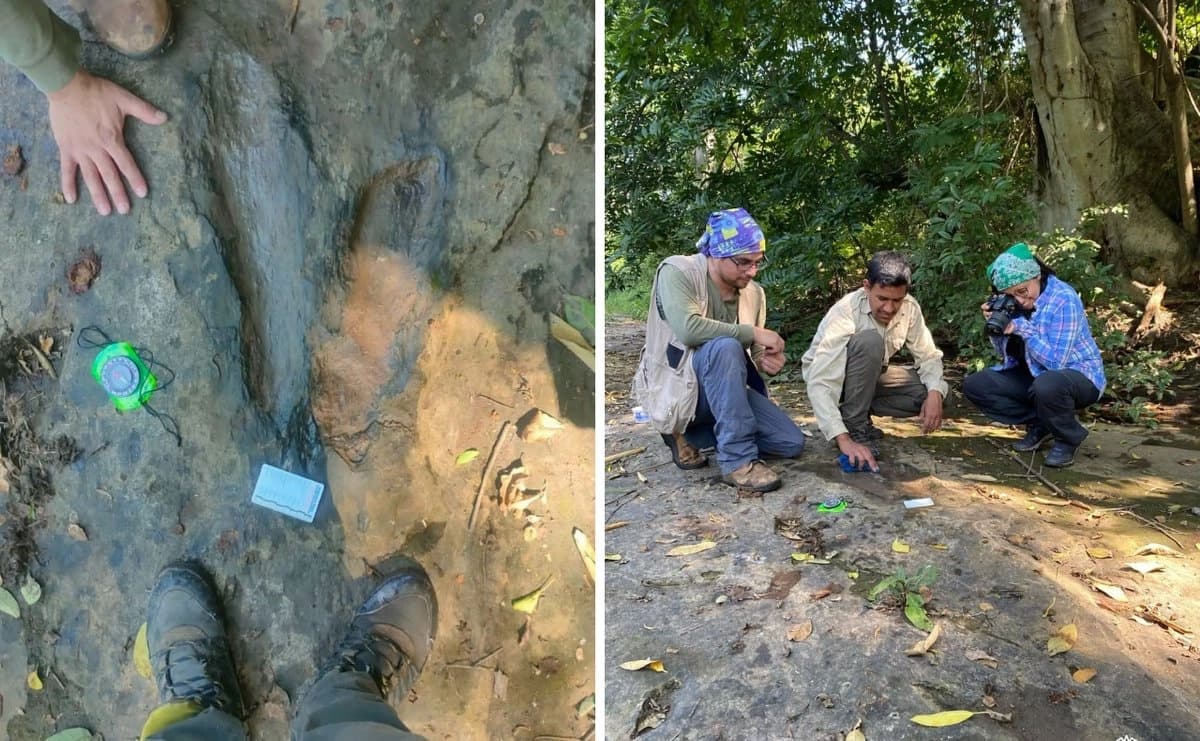 Descubren más de 50 huellas de dinosaurio gigantes en Apatzingán