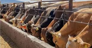 Llega Gusano Barrenador a Tamaulipas frontera con EU