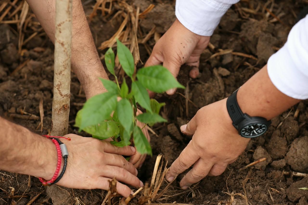 Tabasco arranca reforestación en 2 mil 500 hectáreas