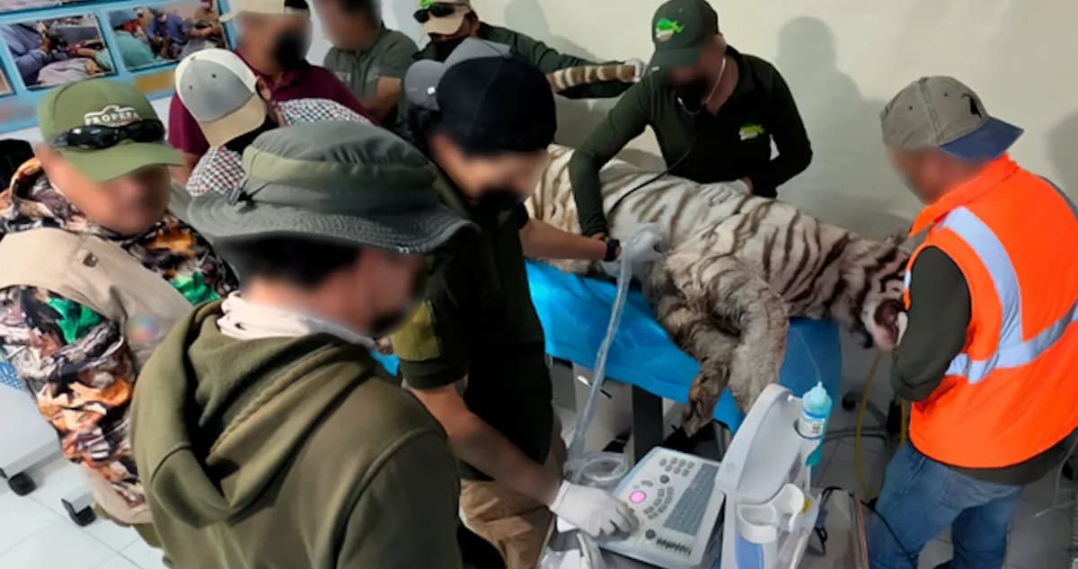 Justifica Profepa muerte de tigre en operativo