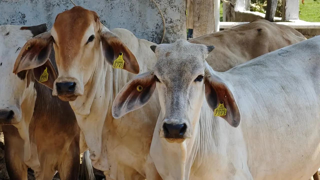 Jalpa de Méndez culminará Barrido Sanitario sin casos de tuberculosis bovina