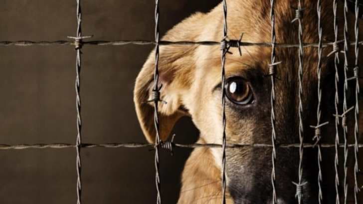 Indignación en redes por maltrato animal no llega a tribunales: PVEM