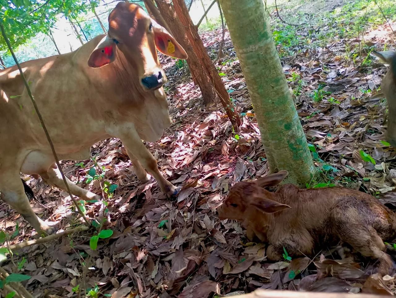 Se reducen 57% casos de gusano barrenador respecto a 2025